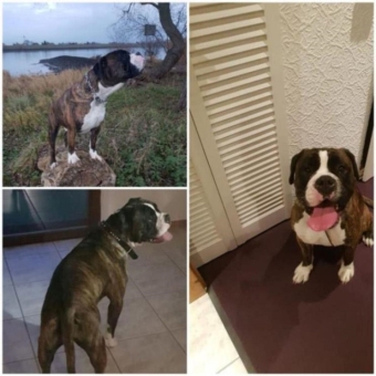 Ich bin ein OEB Boxer Mix. Ich bin ein OEB Boxer Mix.