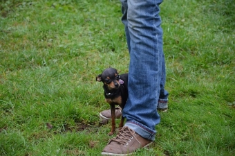 Hier können wir sehen, der Hund fühlt sich nicht sicher. Hier können wir sehen, der Hund fühlt sich nicht sicher.