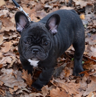 Französische Bulldogge, ist der nicht niedlich. Französische Bulldogge, ist der nicht niedlich.