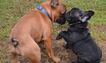 Zwei Französische Bulldoggen im Gespräch.