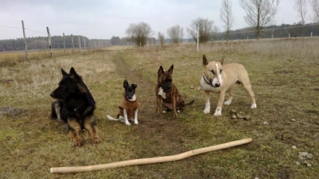 Unsere Hunde Unsere Hunde