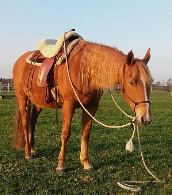 Ruby mit Westernsattel Ruby mit Westernsattel