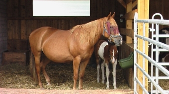 Ruby mit Duke Ruby mit Duke