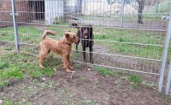 Meine Uni begrüßt Pensionshund. Meine Uni begrüßt Pensionshund.