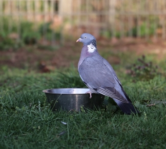 Eine Hundewasserschale dient als Vogeltränke. Eine Hundewasserschale dient als Vogeltränke.