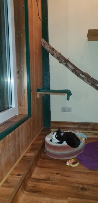 Auch dieser Tiger hat sein eigenes Bett und Decke zum Wohfühlen mitgebracht. Auch dieser Tiger hat sein eigenes Bett und Decke zum Wohfühlen mitgebracht.