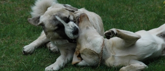 Junghundgerangel, Kaukasischer Schäferhund und Labrador - Mix Junghundgerangel, Kaukasischer Schäferhund und Labrador - Mix