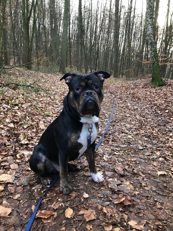Bruno ein Old English Bulldog Bruno ein Old English Bulldog