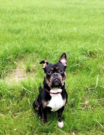 Old English Bulldog Old English Bulldog