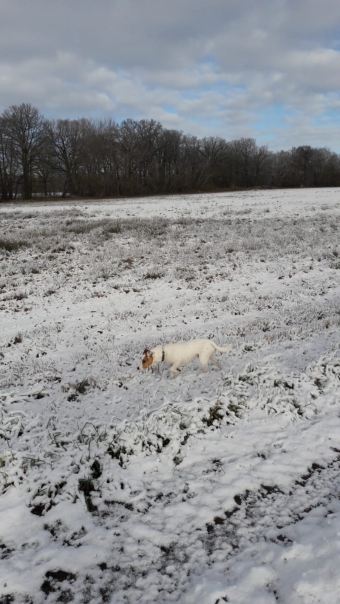 Parson Russel Terrier, Jupp Parson Russel Terrier, Jupp