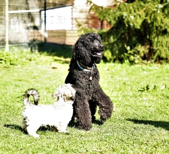 Unser Königspudel Mio hilft für Hundekontakt. Unser Königspudel Mio hilft für Hundekontakt.