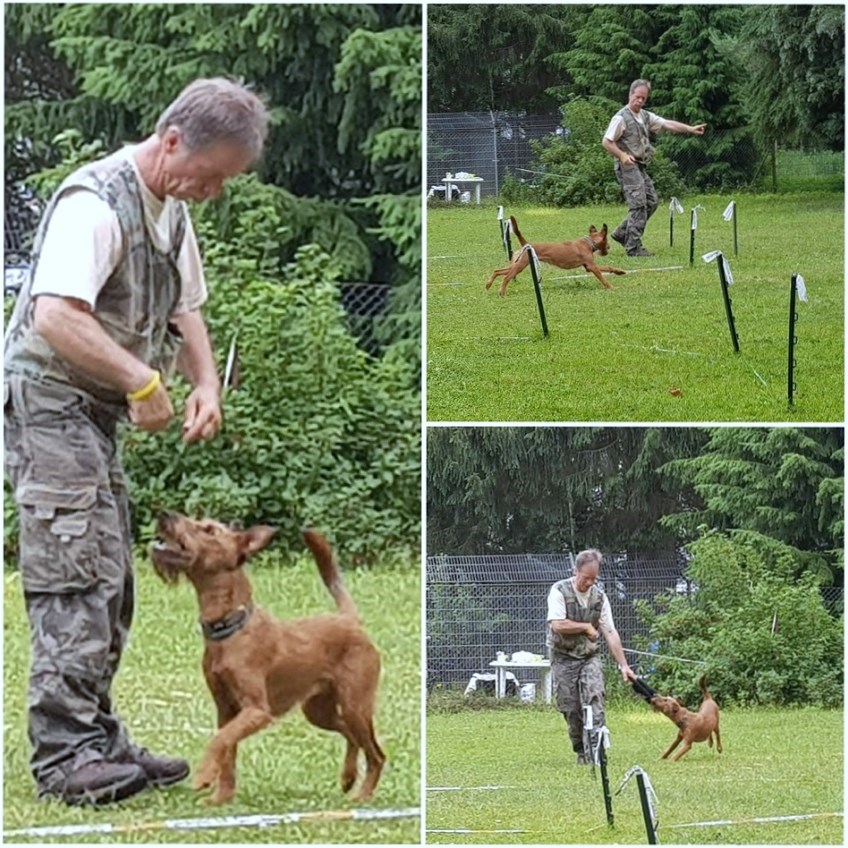 Hundeschule Stiller Tierpension