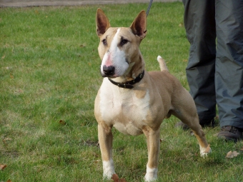 Bischu und Boa 1 Jahr 081 Bischu und Boa 1 Jahr 081