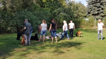 Fortgeschrittene Hunde beim Training. Fortgeschrittene Hunde beim Training.