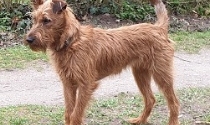 Uni ungetrimmt, Irish Terrier