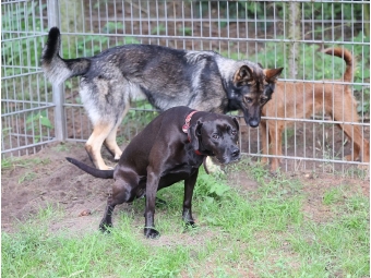 Hundepensionshunde Hundepensionshunde