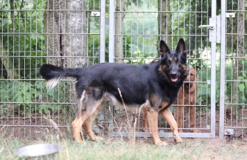 Deutscher Schäferhund Rüde, Pensionshund hat Damenbesuch.