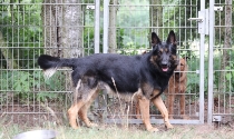 Deutscher Schäferhund Rüde, Pensionshund hat Damenbesuch.