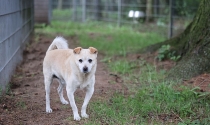 Rentner in der Hundepension