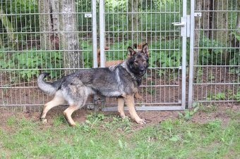 Hundepension, Hündin Kascha Hundepension, Hündin Kascha