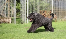 Russischer Terrier, Pensionshund