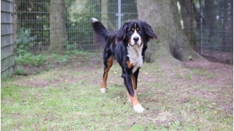 Pensionshund Hank, Sennenhund Pensionshund Hank, Sennenhund