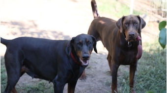 Dobermänner, Mutter und Sohn