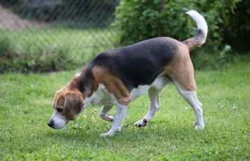 Pensionshund Louis