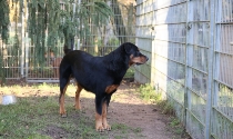 Pensionshund, Rottweiler Mix