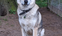 Tschechoslowakischer Wolfshund
