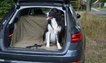 Border Collie Benny im Auto frei unter Kontrolle.