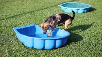 Mit Hundetraining Angst vor Wasser verlieren.