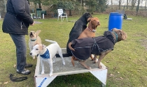 Hundetraining ohne Leine fordert Selbstbeherrschung