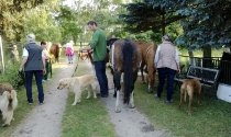 Die Hunde haben gelernt, entspannt unter Kontrolle zu bleiben.