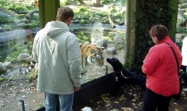 Dieser Hund hat keine Angst vor dem Tiger, beim Besuch im Zoo.