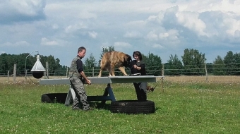 Dieser Hund lernt die Wippe unbeeindruckt zu überwinden.