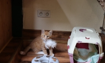 Baby Katze gut versorgt