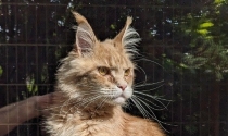 Katzenpensionsgast Charlie