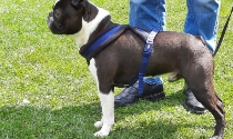 Boston Terrier