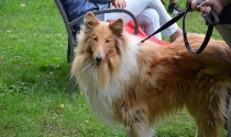 Collie