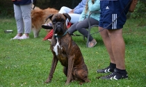 Deutscher Boxer