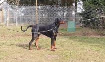 Dobermann