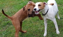 Irish Terrier und Parson Russel Terrier