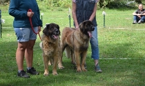 Leonberger