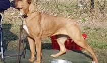 Bullmastiff - Bernersennen - Mix