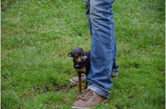 Hier können wir sehen, der Hund fühlt sich nicht sicher.