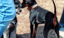 Rehpinscher