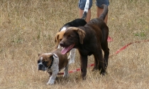 Old Englisch Bulldog, Labrador, Beagel