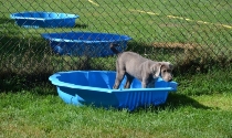 Weimaraner