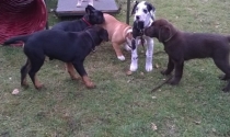 Rottweiler, Franz.Bulldogge, Engl.Bulldogge, Dt.Dogge, Labrador